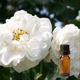 玫瑰花精油 100ml