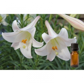 百合花精油 20ml