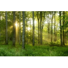 綠光森林精油 20ml