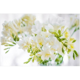 小蒼蘭精油 20ml