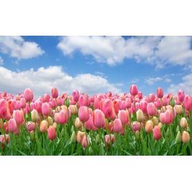 鬱金香精油 20ml