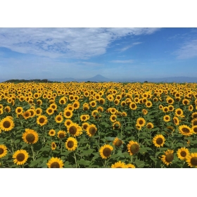 向日葵精油 20ml