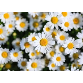 小雛菊精油 20ml