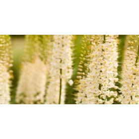 特調陽光馨香精油 20ml