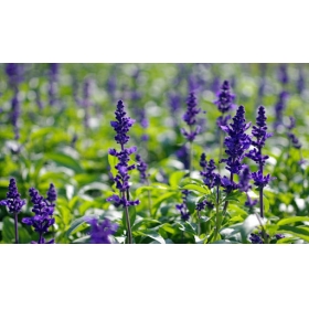 特調鼠尾草與海鹽精油 20ml